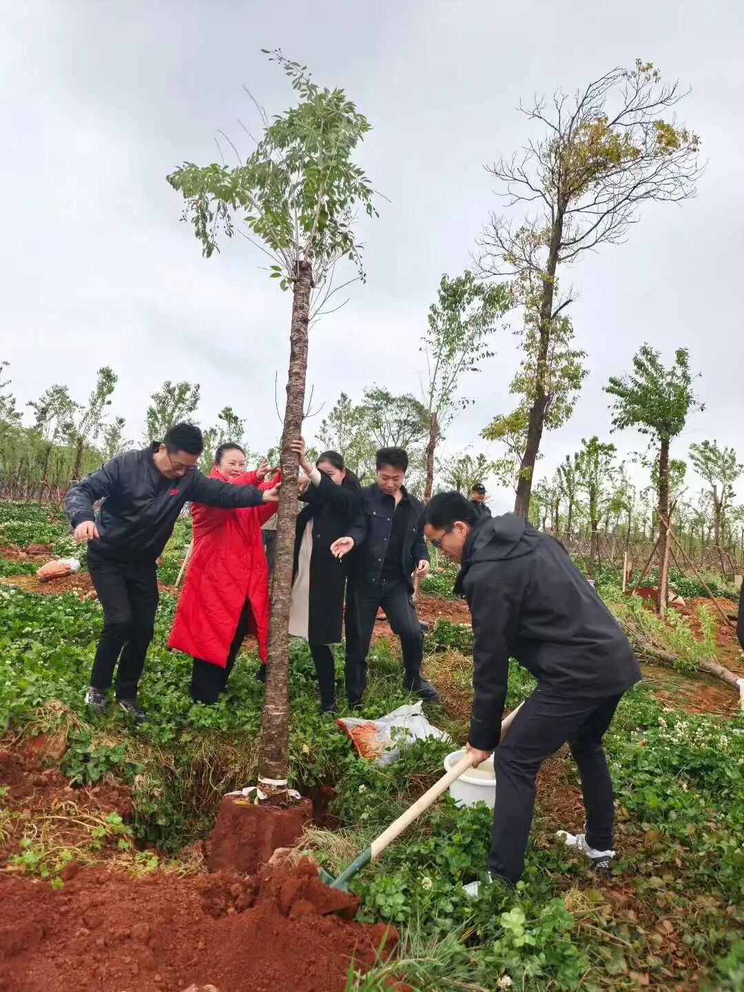 植绿践责任，同心筑家园｜海泰财务参与六甲街道义务植树活动